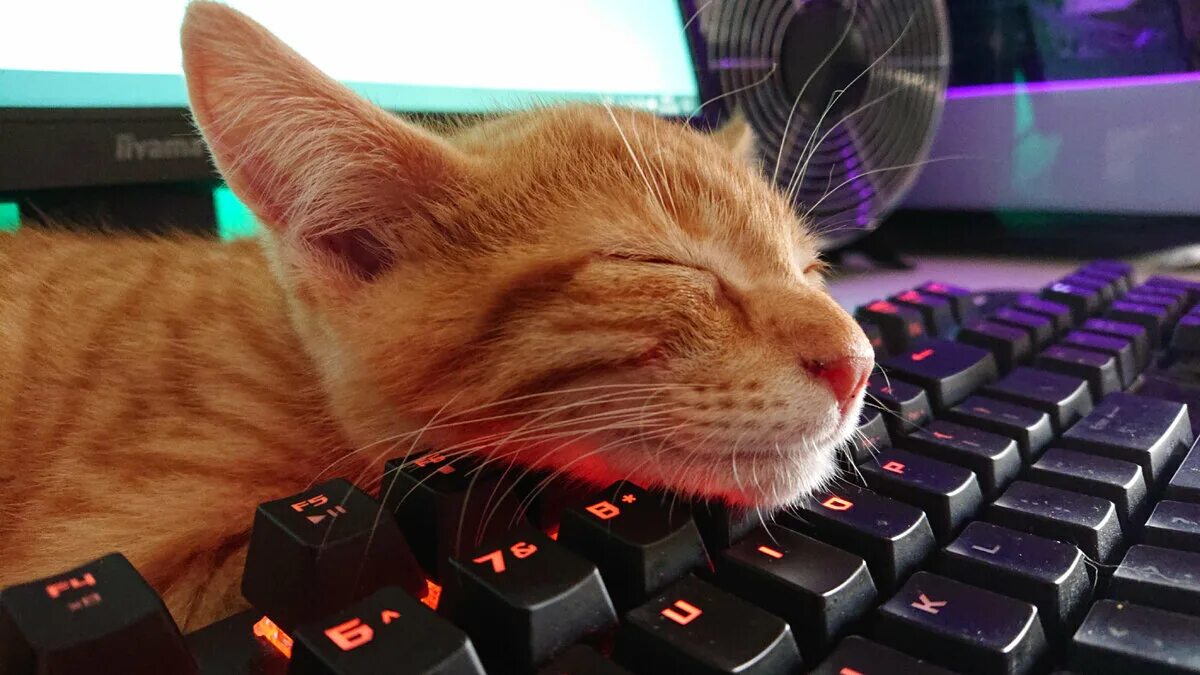 Кот играющий на компьютере. Котик на клавиатуре. кот программист. котик с компьютером. коты на клавиатуре.