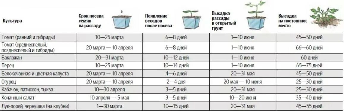Через сколько дней всходит рассада томатов