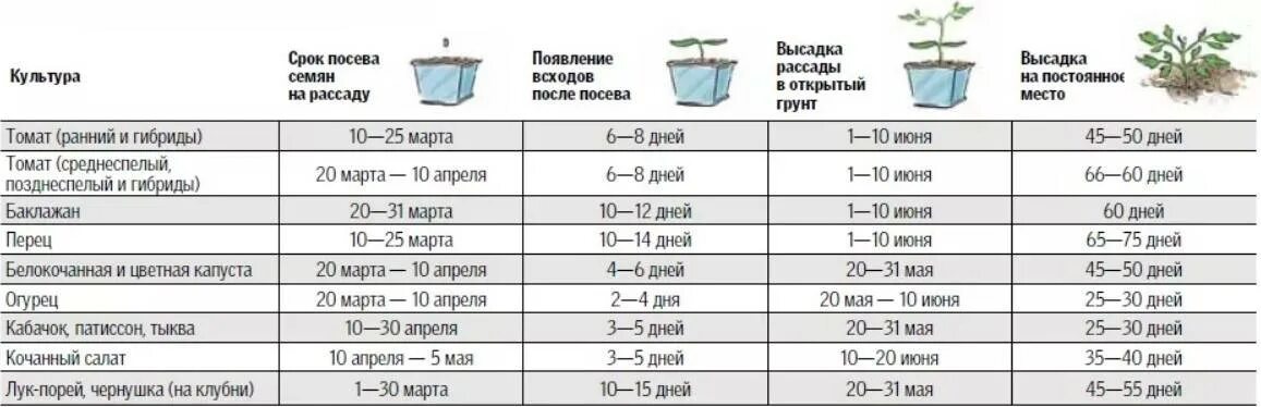 Пересаживают ли огурцы. Таблица посева семян на рассаду и высадка в грунт. Сроки высадки семян на рассаду таблица. Возраст рассады для высадки в грунт таблица. Возраст рассады овощей для высадки в грунт.