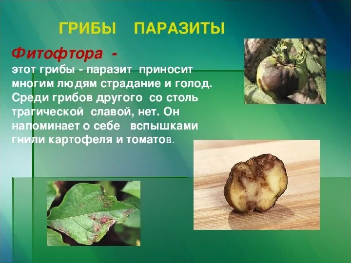 Гриб паразит томатов и картофеля. Гриб паразит фитофтора биология 5. что такое фитофтора кратко. гриб паразит фитофтора сообщение. гриб фитофтора фото.
