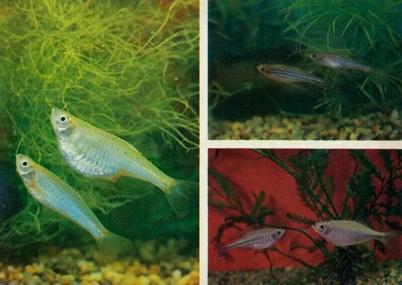 Стайные аквариумные рыбки: фото с названиями Fish