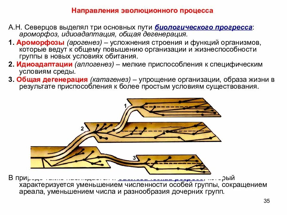 Формы направления эволюции. Пути достижения биологического прогресса ароморфоз. Основные направления эволюции ароморфоз идиоадаптация. Пути достижения биологического прогресса арогенез аллогенез. Северцов схема ароморфоз идиоадаптация дегенерация.