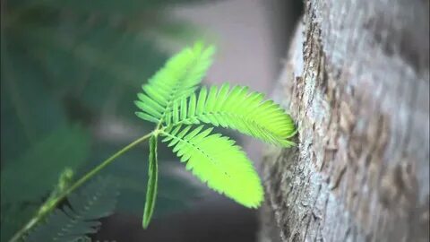 Moving plant