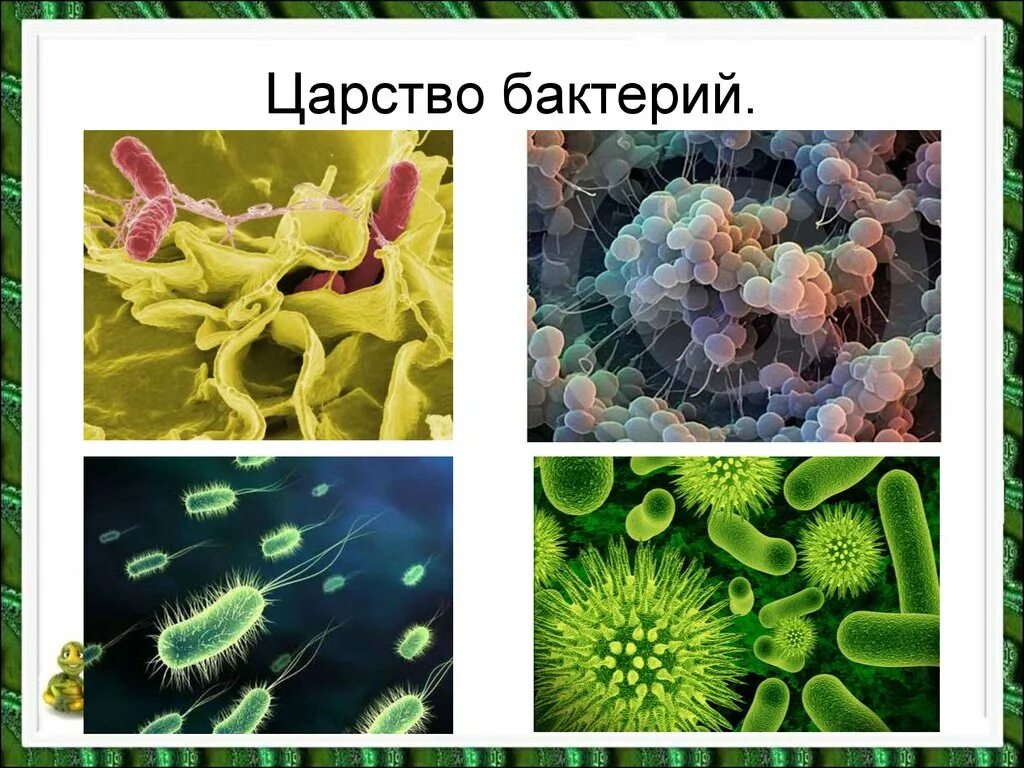 Проект по биологии бактерии. Царство живой природы 5 класс биология бактерии. царство бактерий 5 класс биология. представители царства бактерий 5 класс. царства живой природы бактерии 2 класс.