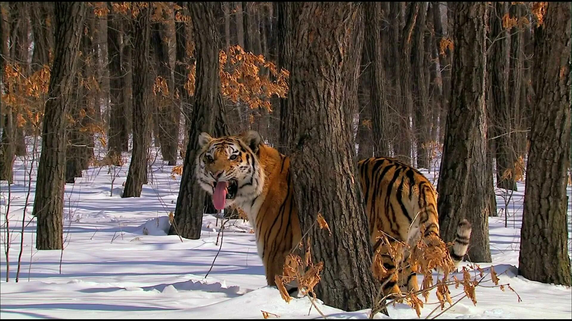 Ютуб дикий животный. Уссурийский Тигренок дальнего Востока. Уссурийская Тайга Амурский тигр. Уссурийский тигр в тайге. Дикие звери дальнего Востока.