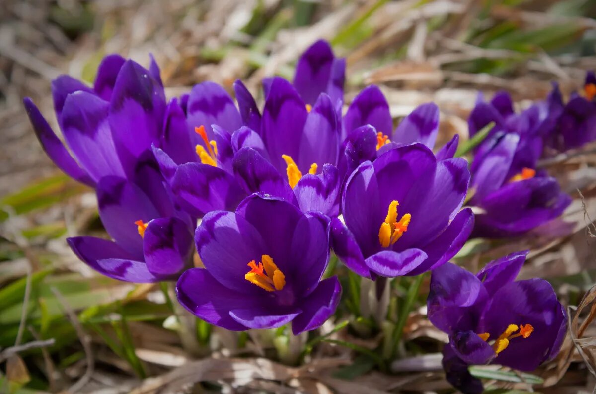 шафран гейфеля. шафран (пряность). касатиковых). шафран полевой. шафран раст.