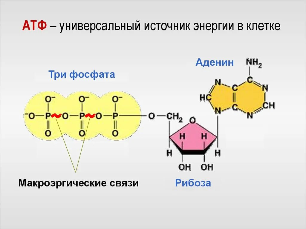 Атф поглощается. Строение АТФ аденин. Строение молекулы АТФ аденин. Химическая структура АТФ. Схема молекулы АТФ.