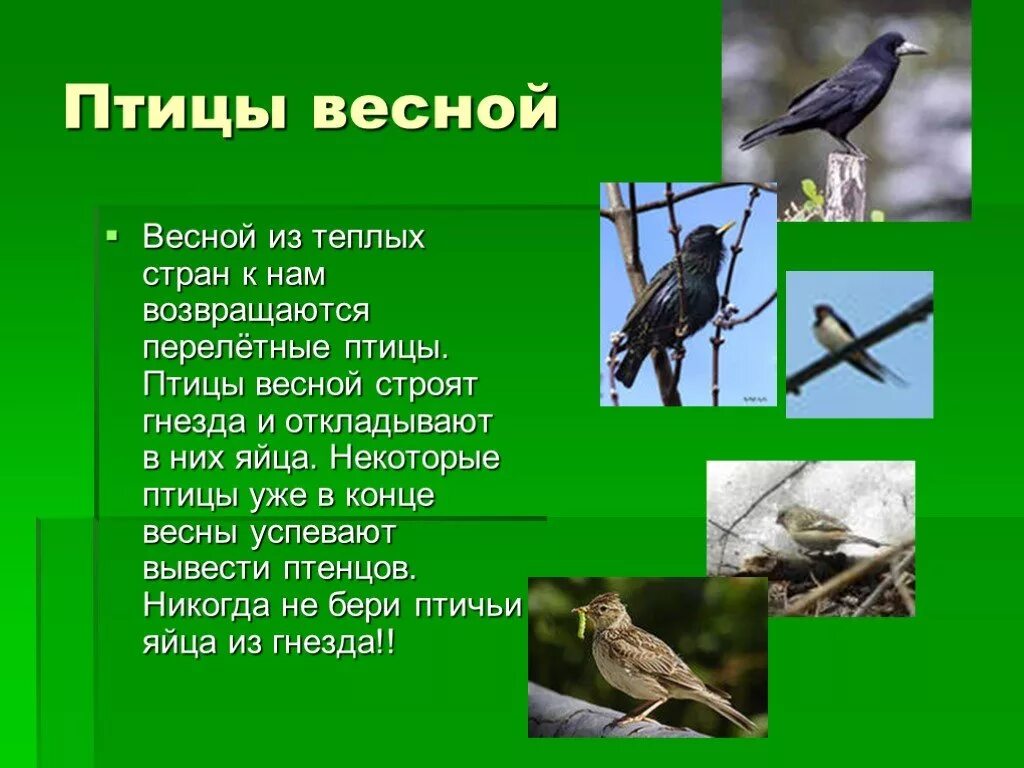 Прилетные птицы весной. Перелетные птицы. Перелетные птицы презентация. Перелетные птицы весной.