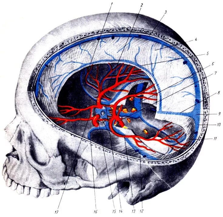 Вены головного мозга. Венозные синусы черепа анатомия. Сосуды твердой мозговой оболочки анатомия. Вены головного мозга венозные синусы твердой мозговой. Вены головного мозга эмиссарные анатомия.