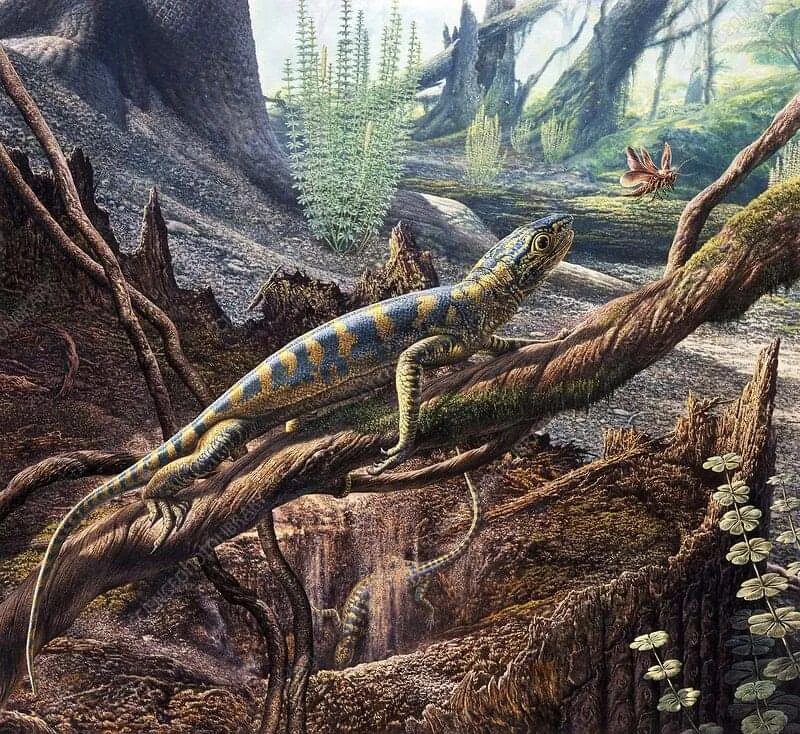 Гилономус каменноугольного периода. Hylonomus lyelli. Пресмыкающиеся Палеозойская Эра. Каменноугольный период палеозойской эры.