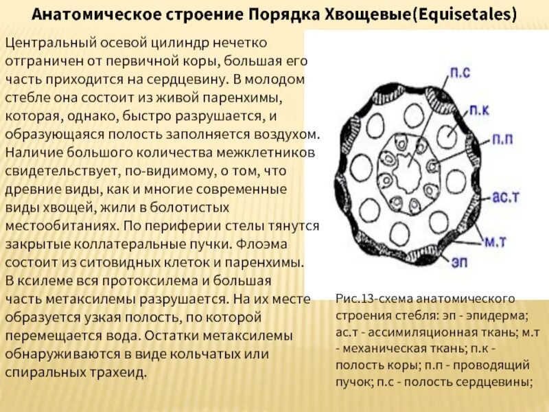 Центральный цилиндр корня состоит из. Центральный осевой цилиндр. осевой цилиндр растений. центральный осевой цилиндр стебля. осевой цилиндр это ботаника.