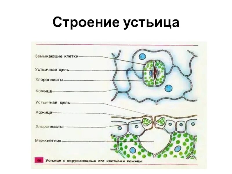 Замыкающие клетки функции. Строение устьица. устьица строение и функции таблица. строение устьица 6 класс.