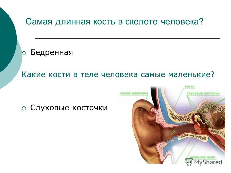 где самая маленькая кость. где самая маленькая кость. самые маленькие косточки в организме человека. среднее ухо молоточек наковальня и стремечко. самые маленькие кости в теле человека.