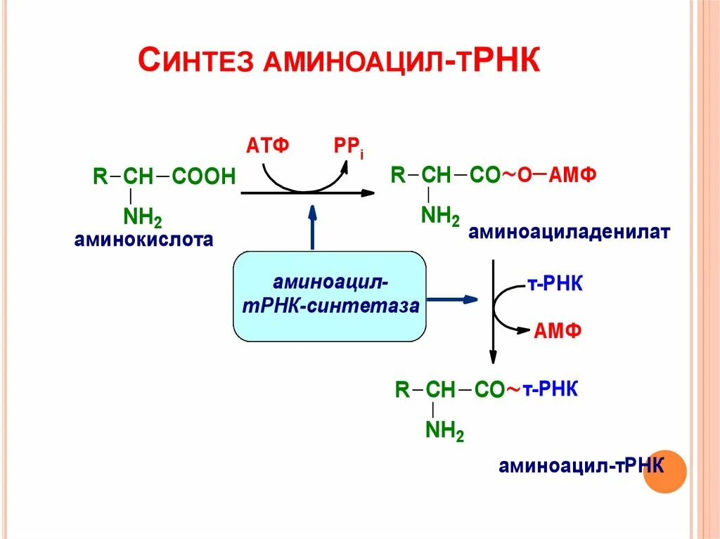 Т рнк образуется. Реакция образования аминоацил-трнк. активация аминокислот, образование аминоацил-т-рнк.. механизмы образования аминоацил-трнк. роль фермента аминоацил-трнк – синтетазы.