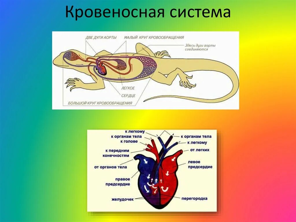 У ящерицы четырехкамерное сердце. Кровеносная система пресмыкающихся сердце. Кровеносная система змеи схема. Кровяная система пресмыкающихся. Строение кровеносной системы рептилий схема.