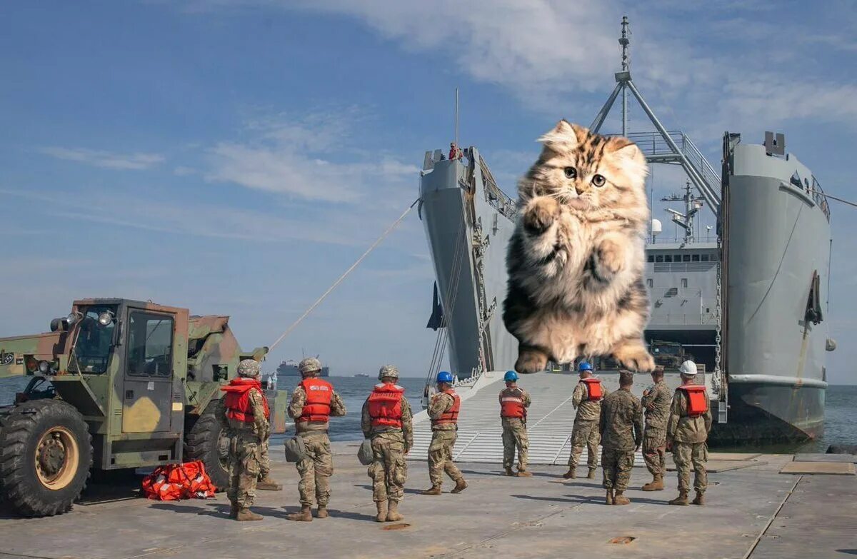 Army cat