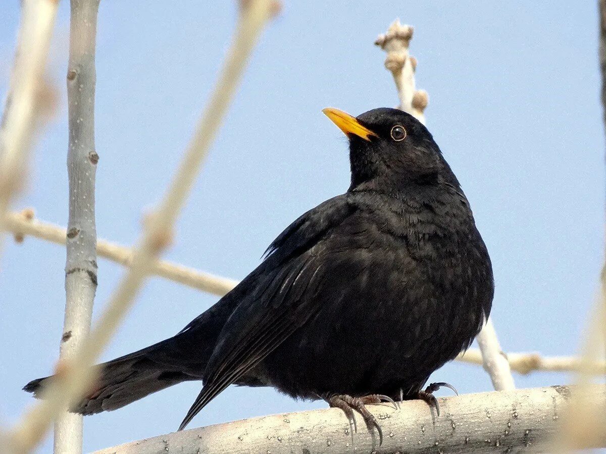 Blackbird bird. Черный дрозд с желтым клювом. черный дрозд самка. blackbird черный дрозд.