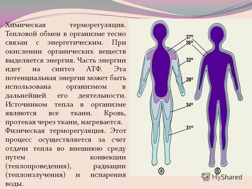 Тепловой обмен организма. Терморегуляция. Система терморегуляции организма человека. Терморегуляция тела человека.