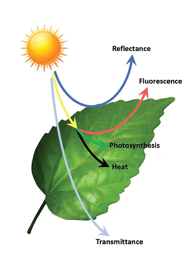 Рисунок фотосинтеза. Фотосинтез. Фотосинтез для детей. Фотосинтез подсолнух. Фотосинтез инфографика.
