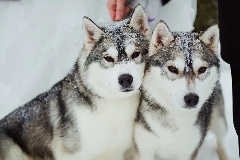 питомник хаски в костроме. хаски кострома. питомник северное сияние кострома. новогодние хаски. питомник хаски в костроме.
