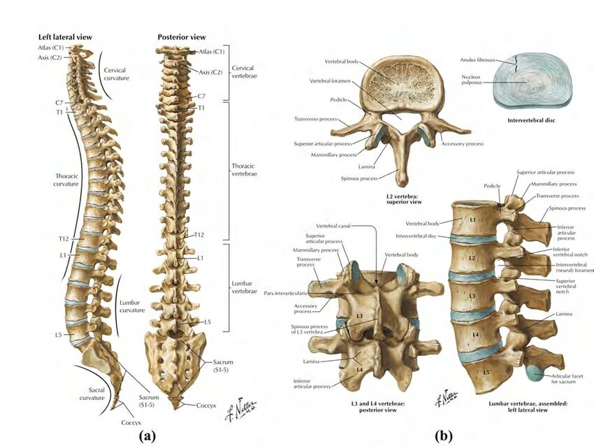 Анатомия Синельников позвоночник. Грудной позвонок Неттер. Атлас позвонок анатомия. 1 Позвонок.