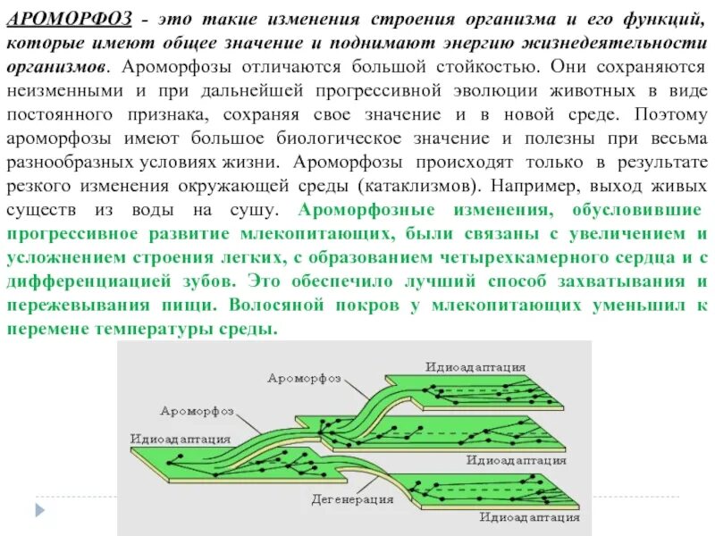 Ароморфоз крупные изменения в строении. Ароморфоз. Ароморфоз характеристика. Ароморфозные изменения. Ароморфоз характеристика и примеры.