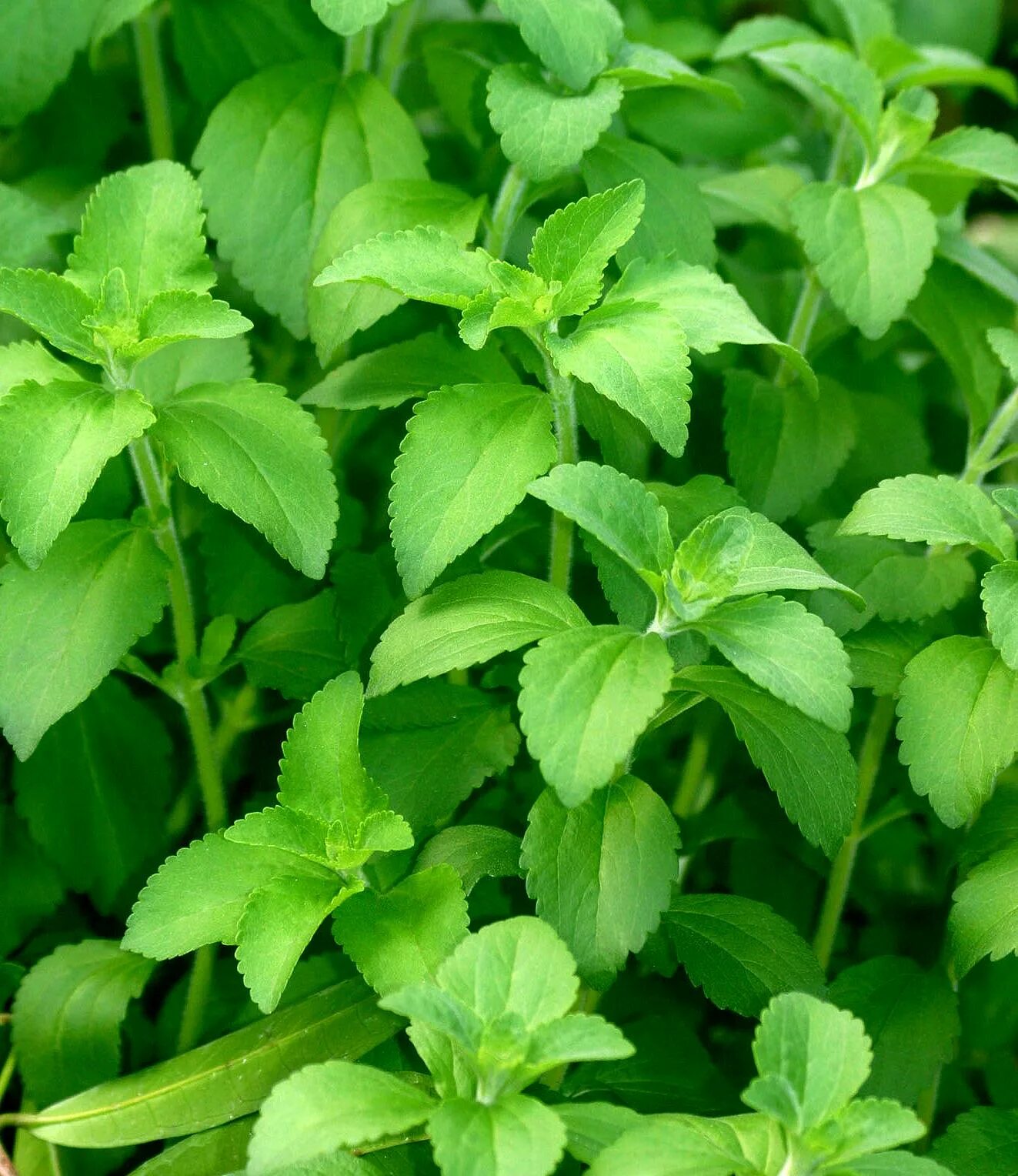 Stevia rebaudiana. Стевия цветок. Стевия Сахарок растение. Стевия медовая растение.