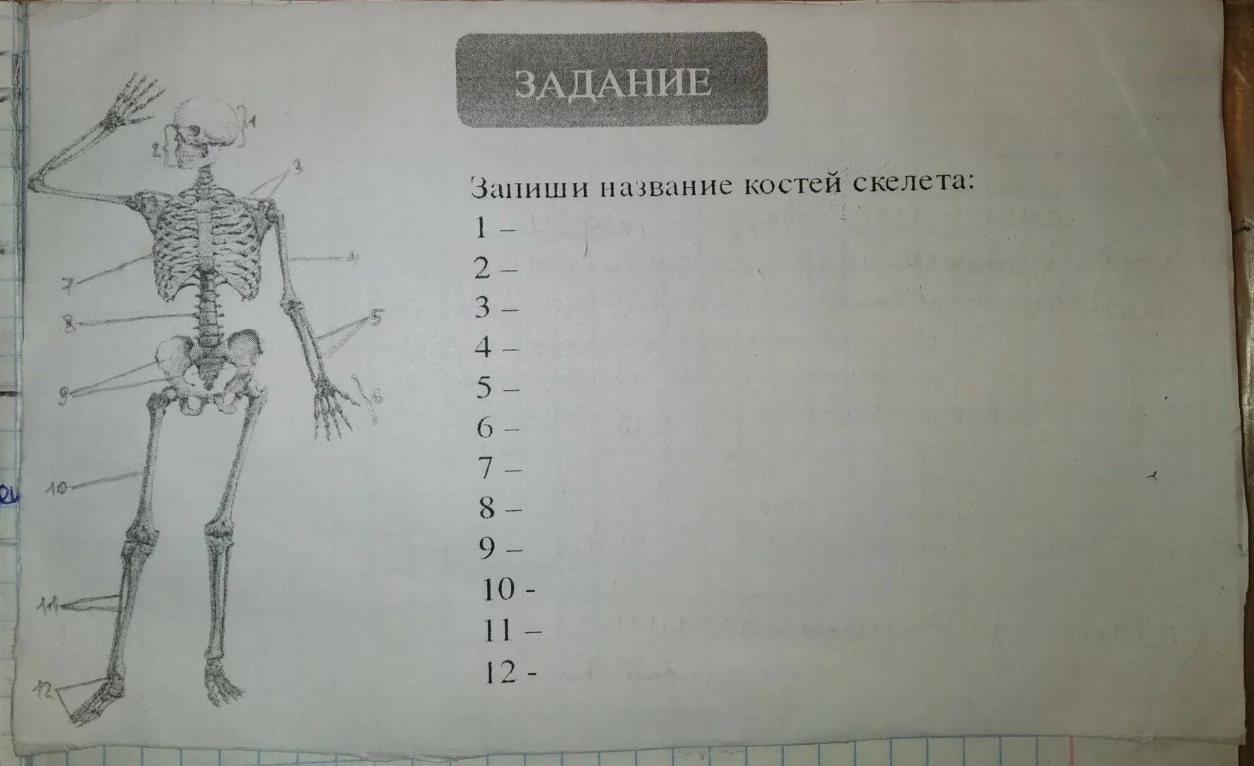 Скелет название костей 8 класс. Запиши названия костей скелета. запишите название костей. записать название костей скелета. запиши названия костей скелета человека.