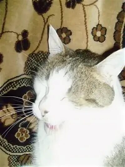 Мяу спб. Мяу спб. Мяу спб. Мяу спб. Нимфамяу катя.