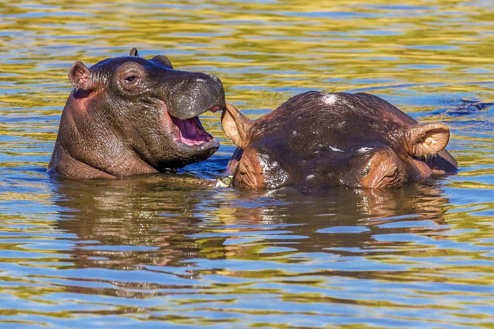 Лучшие приколы животными. Бегемот Кашалот гиппопотам. Финалисты comedy Wildlife Photography Awards. Критский карликовый Бегемот. Веселые животные.