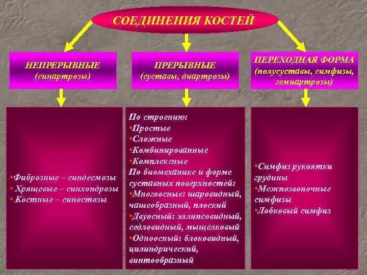 Виды соединений костей примеры Шов кости