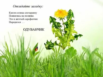 Загадка про одуванчик 1 класс
