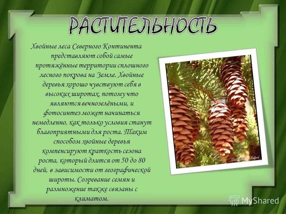 хвойный лес рассказ. сообщение про хвойные леса. презентация еловый лес. рассказ о лесе. хвойный лес рассказ.