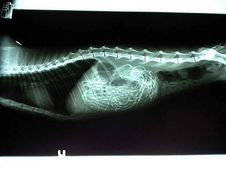 Съел нитку что делать. Съел нитку что делать. Кот съел мишуру рентген. Съел нитку что делать. Инородное тело в кишечнике у кота.