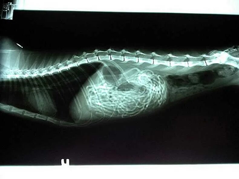 Инородное тело у кошки рентген. Дождик в кишечнике кота рентген.