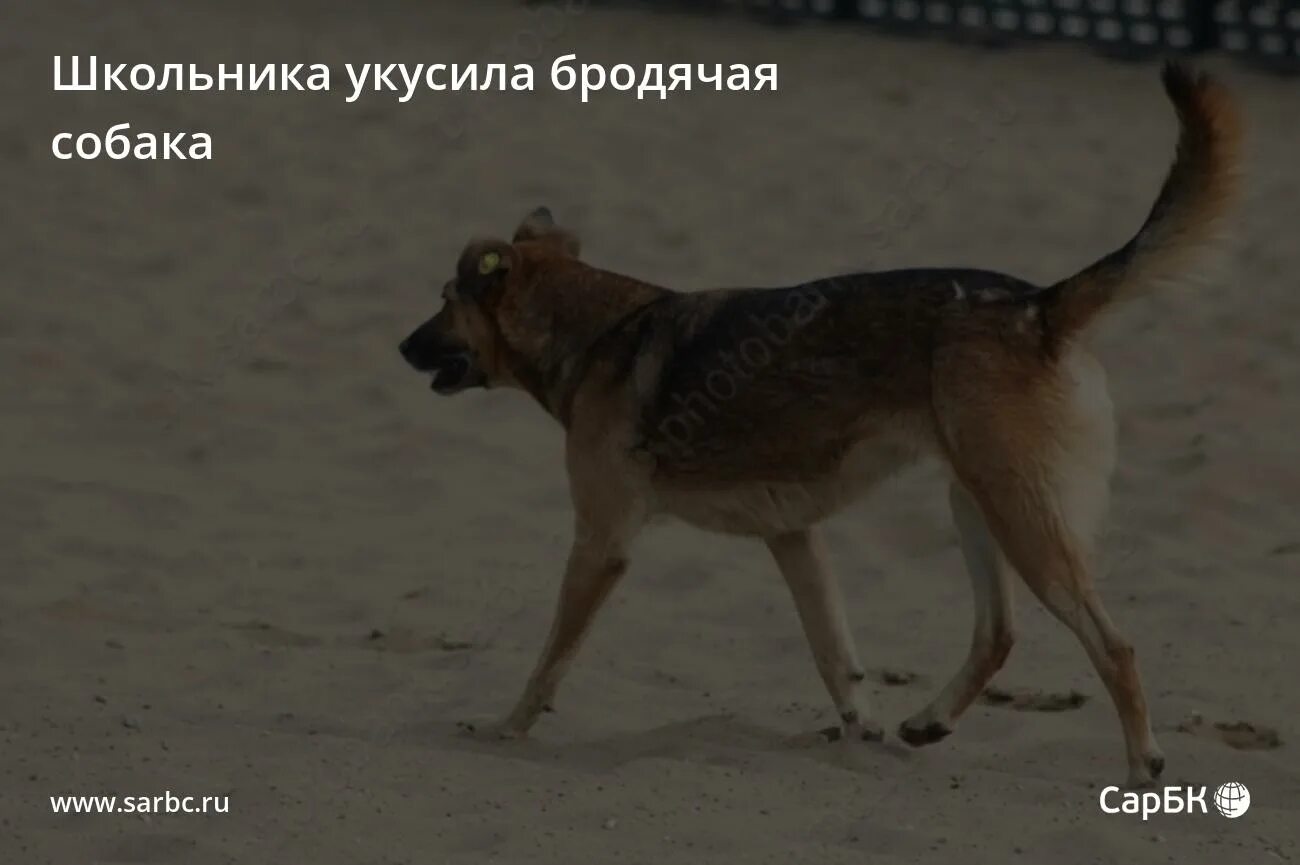 Укус бродячей собаки. Бродячие собаки кусают. Бездомные собаки напали. Бродячая собака напала.