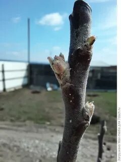 Плодовые почки на яблоне