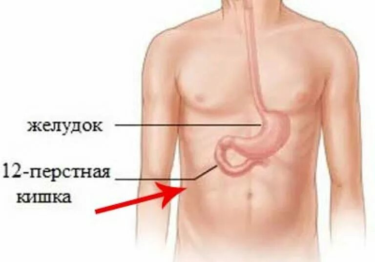 12 п кишка. Расположение 12-ти перстной кишки. 12 Перстная кишка анатомия расположение. Как расположена 12 перстная кишка в человеке. Желудок и 12 перстная кишка расположение.