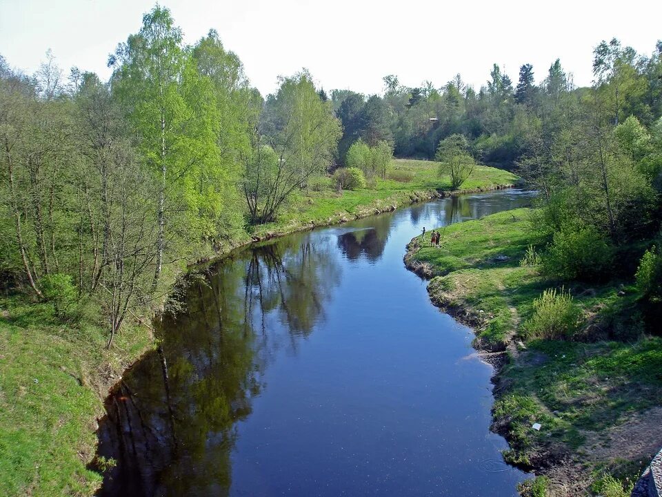 Река мга ленинградская область. Кшень (река). Речка мга ленинградская область. Река мга ленинградская область фото. Река мга.