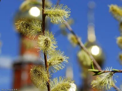 Верба муром