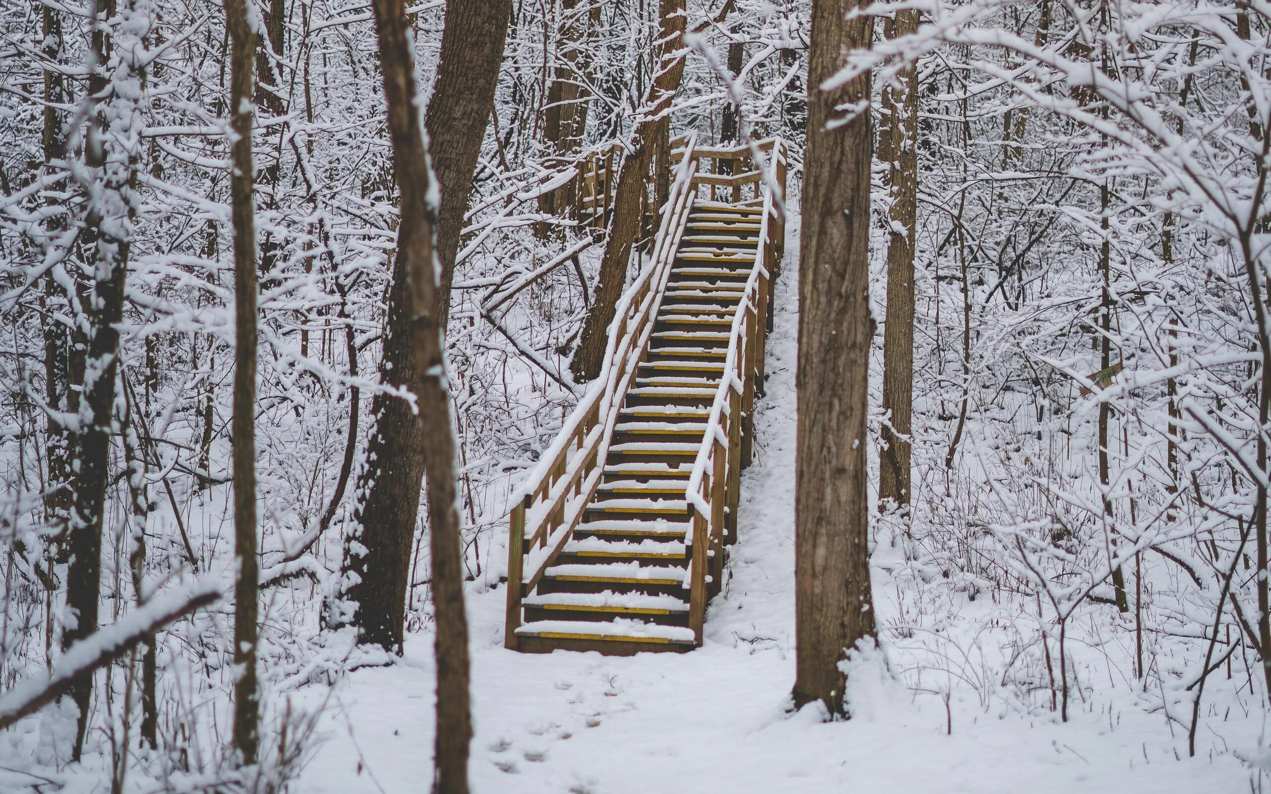 Зимние ступени. Лестница в лесу. Снег на ступеньках. Деревянная лестница в лесу. Лестница в лесу в никуда.