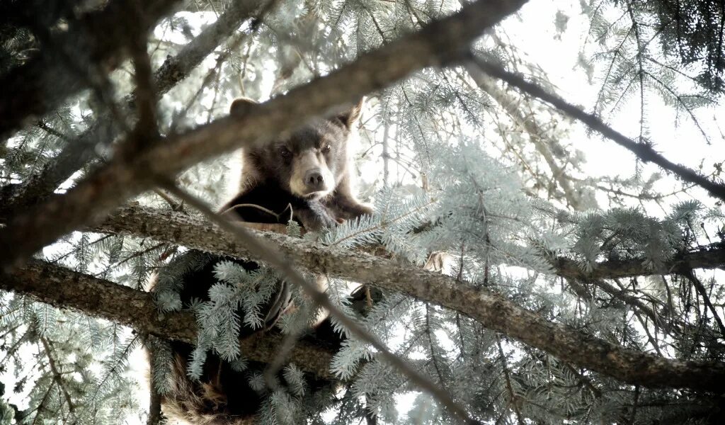 Tree bears are