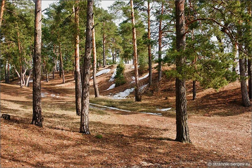 сосновый бор мещеры. сосновый бор карелия. сосновый бор ленинградская область пляж с соснами. алексин бор тульская область природа. сосновый лес на оке.