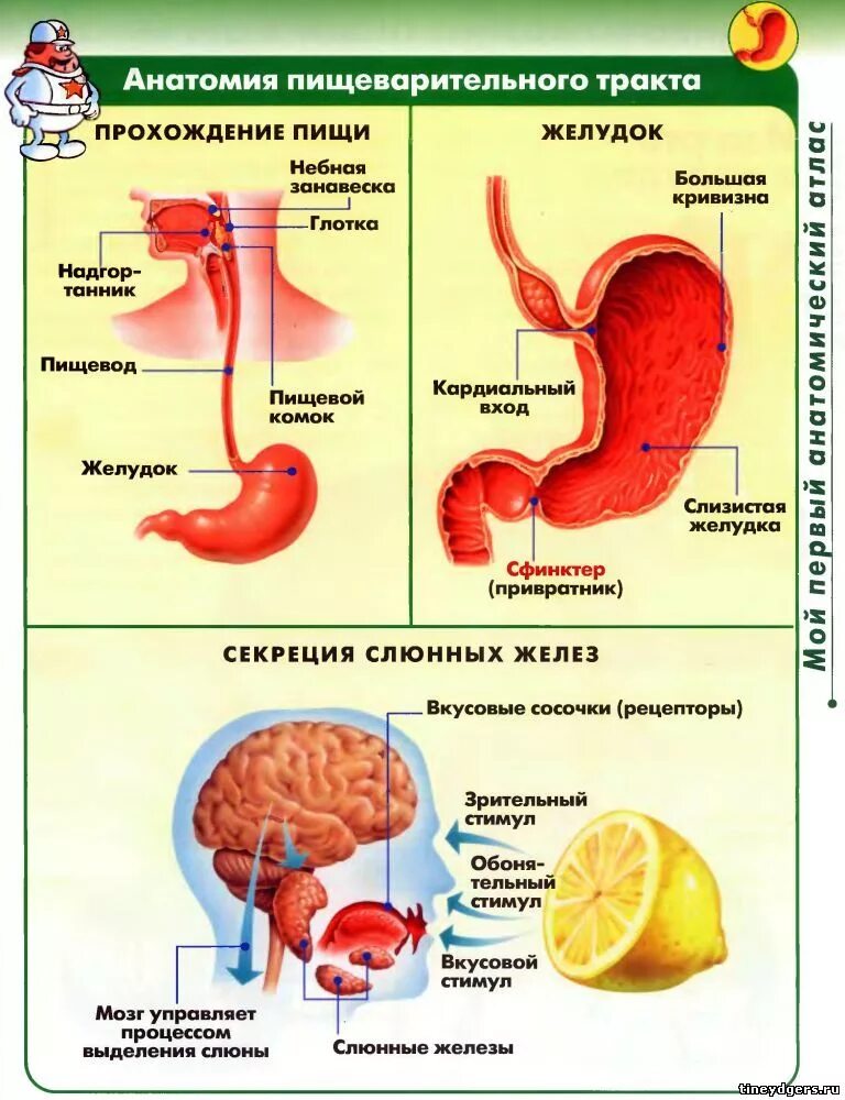 Пища стоит в желудке. Прохождение пищи по ЖКТ. Прохождение пищи по пищеварительному тракту у человека. Проход пищи по пищеварительной системе. Путь прохождения пищи по пищеварительному тракту.