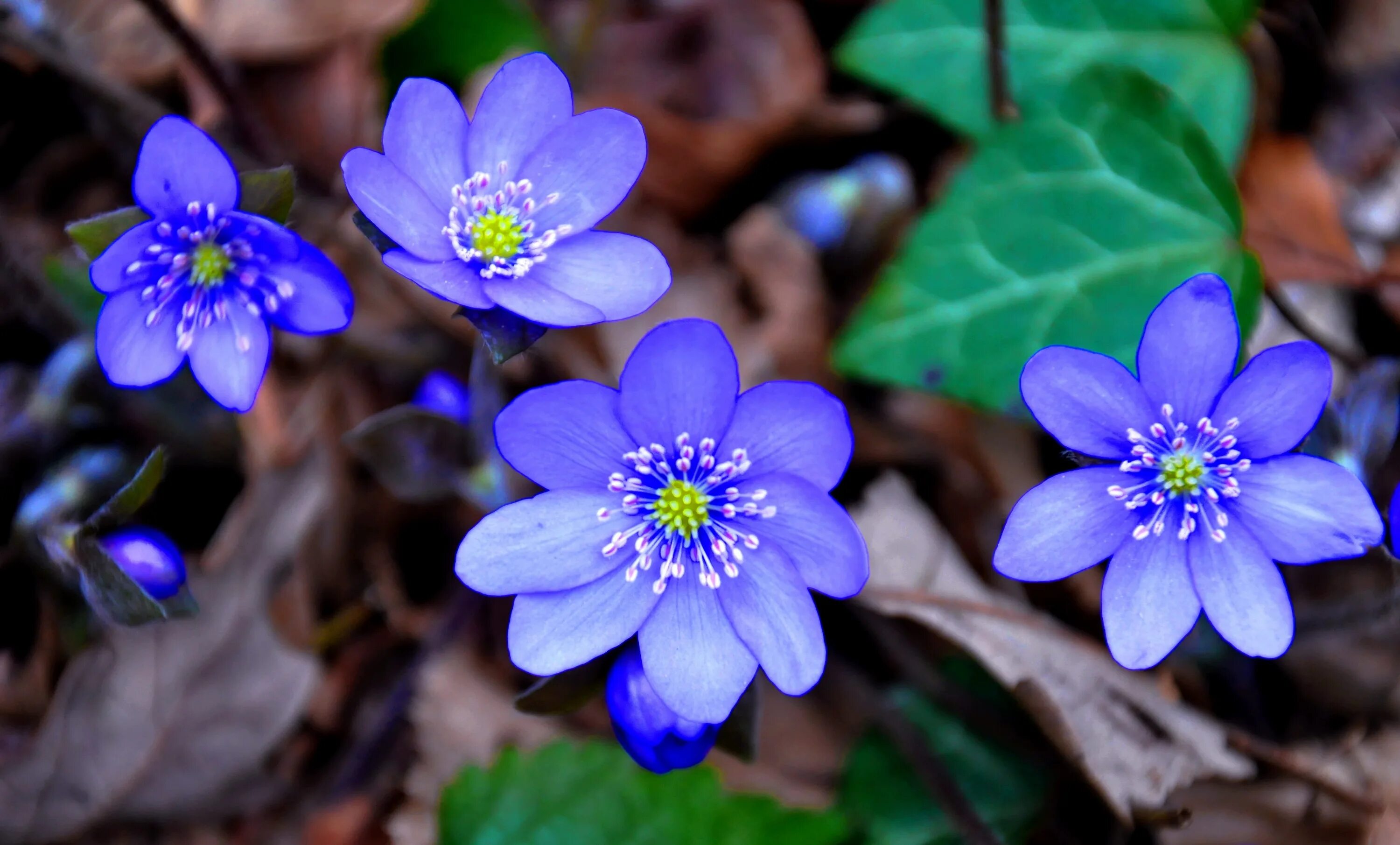 Ранние цветы синего цвета. Печеночница hepatica Nobilis. Перелеска печеночница. Печеночницы (hepatica). Печеночница Нобилис синяя.