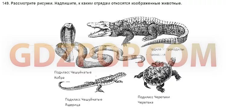 Рассмотрите рисунок 152 в и объясните почему. Напишите к каким отрядам относятся изображённые животные. Рассмотрите животных подпишите названия изображенных животных. К какому отряду относится изображенное на рисунке животное?. К каким классам относятся изображенные на рисунках животные.