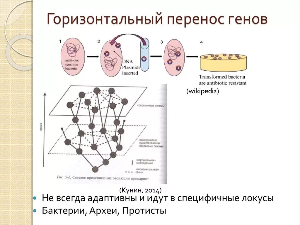 Горизонтальный перенос генетической информации. Горизонтальный перенос генов у бактерий. Горизонтальный перенос гена. Горизонтальный перенос генов у бактерий. Способна к горизонтальному переносу генов.