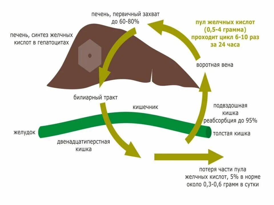 Печёночный шунт у собак. Портокавальный шунт печени у собаки. Синтез желчь v gepatocitax.