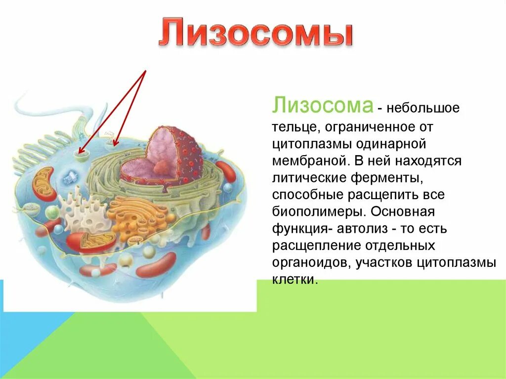Структура лизосомы клетки. Клеточные органоиды лизосомы. Строение растительной клетки лизосомы.