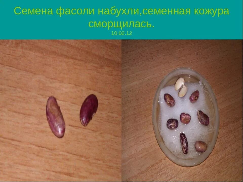 Как быстрее прорастить семена. Семена фасоли прорастание. набухшие семена фасоли биология 6 класс. семена фасоли проращивание. семена фасоли пророщенное.